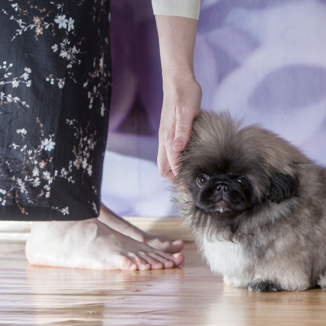 a Pekingese at the feet of his/her owner who caresses his ear