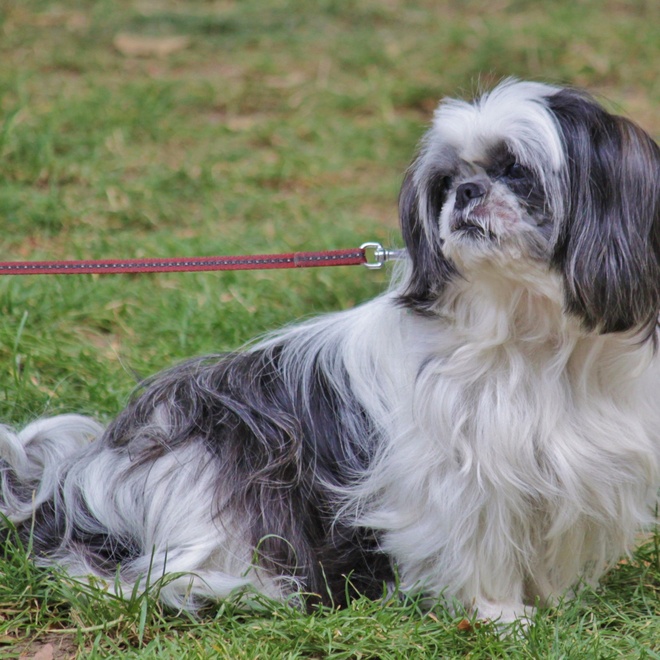 a Pekingese on a leash