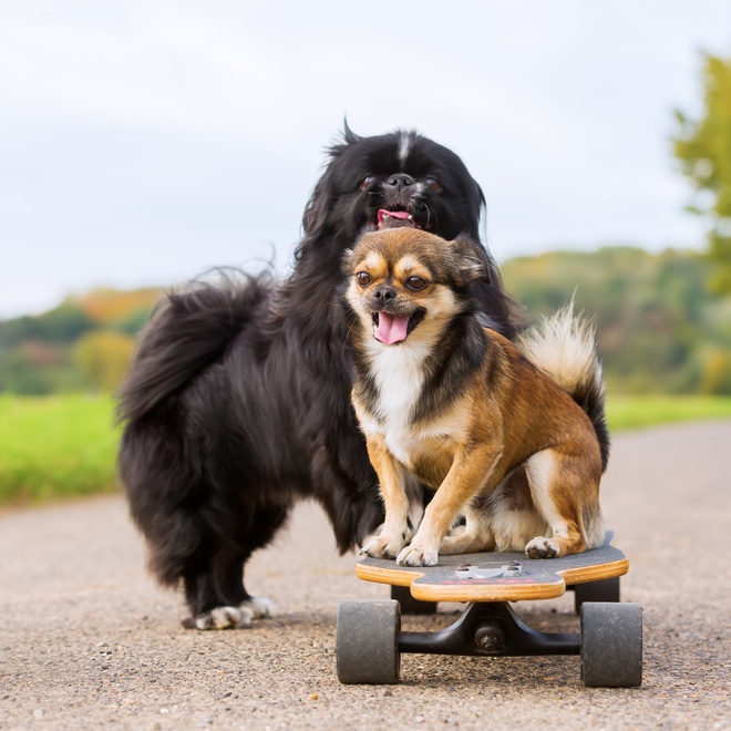 two Pekingese playing together on a skateboard