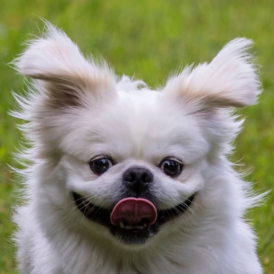protrait d'un pekinois qui se passe la langue sur la bouche