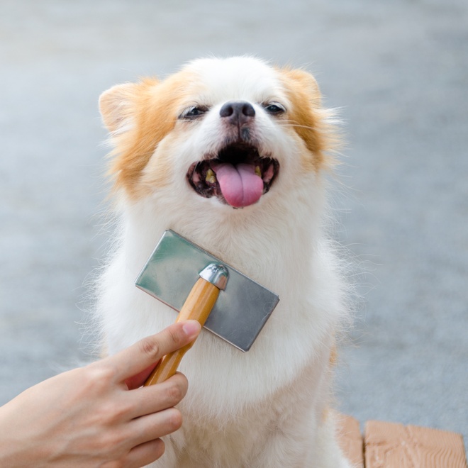 a Pekingese being brushed