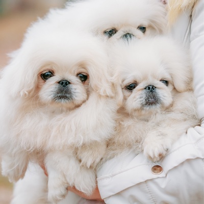 trois petits pekinois dans les bras d'une personne
