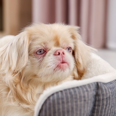 un pekinois dans son petit canapé