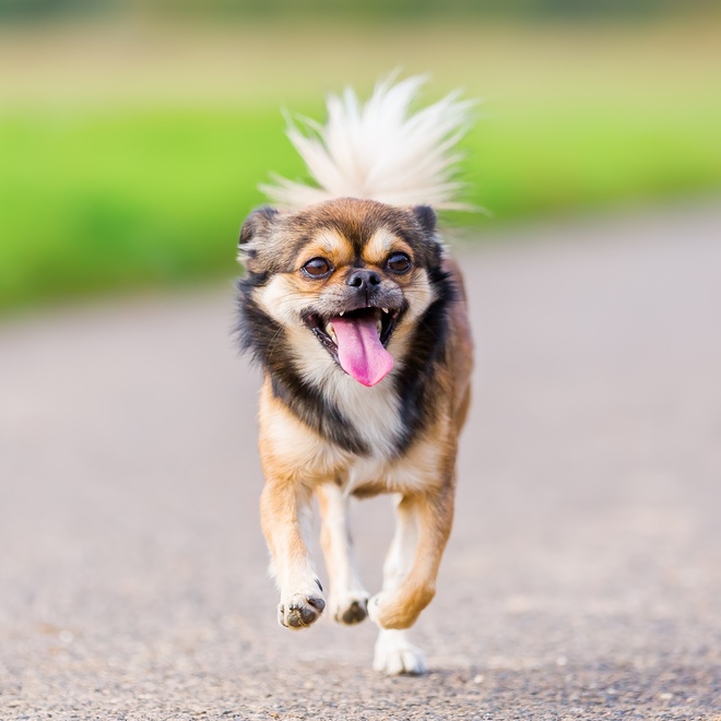 a Pekingese running