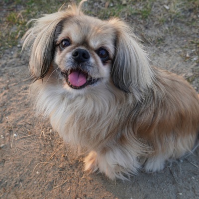 un pekinois assis qui tire joyeusement la langue