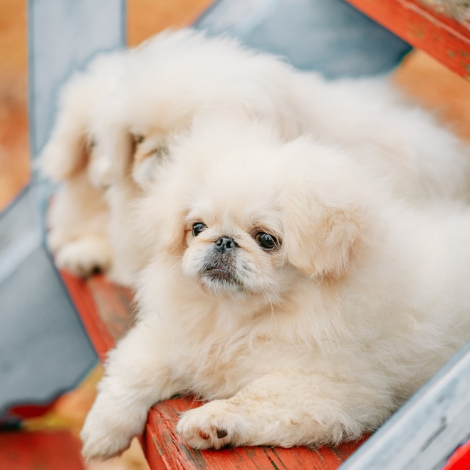 a Pekingese sitting on a wooden step outside