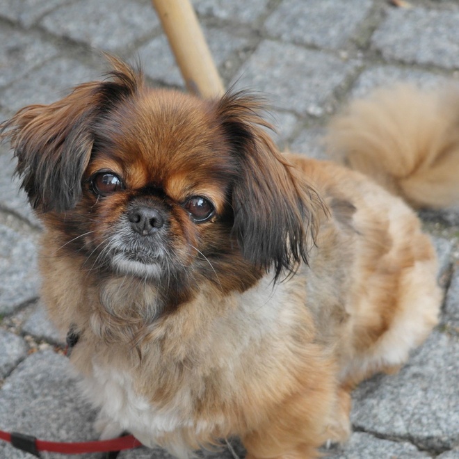 a Pekingese sitting on the ground at the feet of a chair