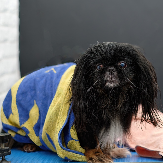 a Pekingese wrapped in a bath towel