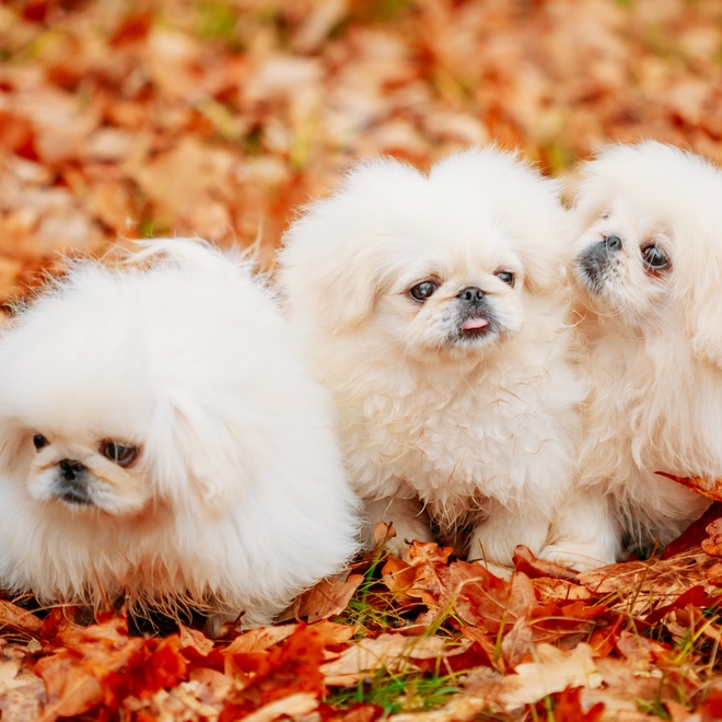 three little Pekingese side by side on a pile of dead leaves