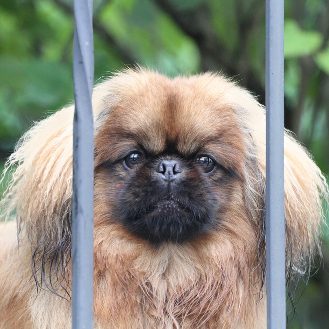 a Pekingese behind bars