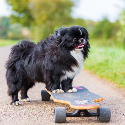 un pekinois sur une planche de skate