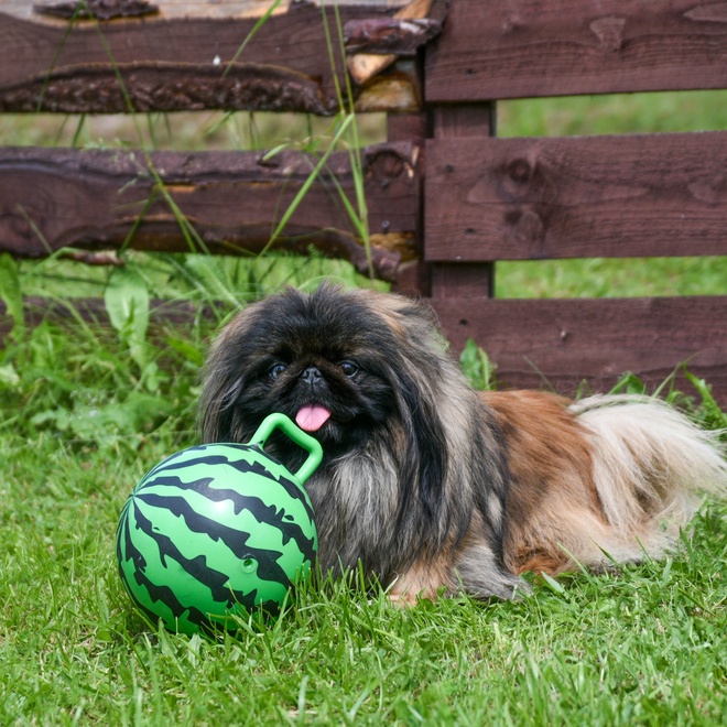 a Pekingese in the grass playing with a toy watermelon