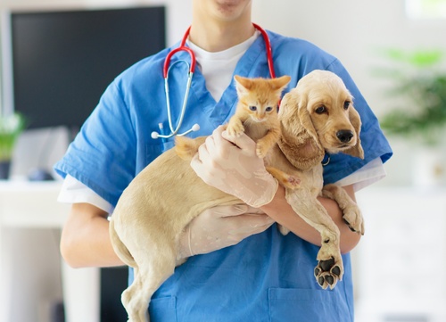 Éduquer un chien ou un chat