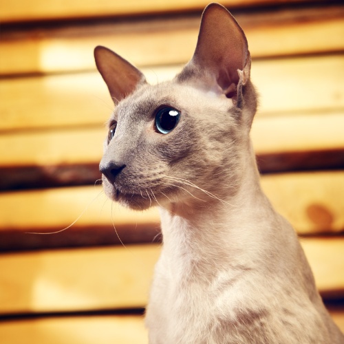 A seated white Peterbald