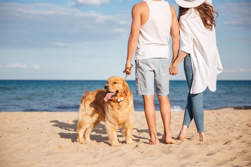dog at the beach
