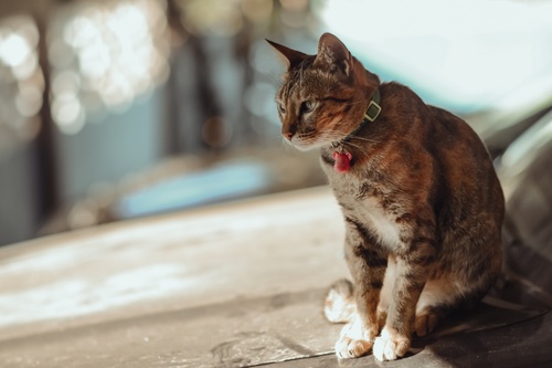 chat assis avec un collier