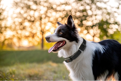 dog with a tracker