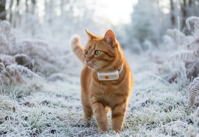 white and tabby cat lying in a cat tree