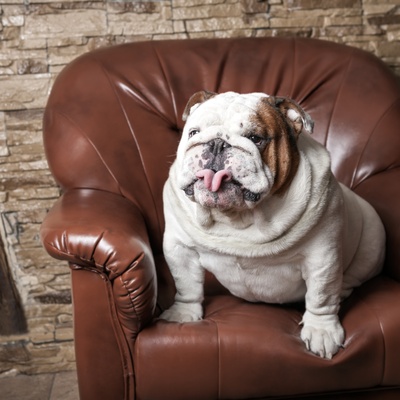 un bulldog assis sur un canapé
