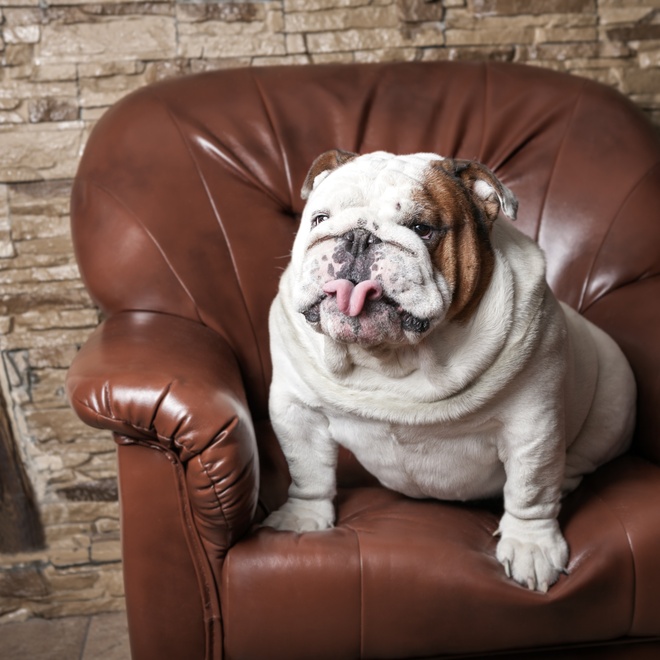 An English bulldog sitting on a sofa
