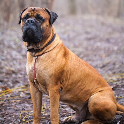 un mastiff assis