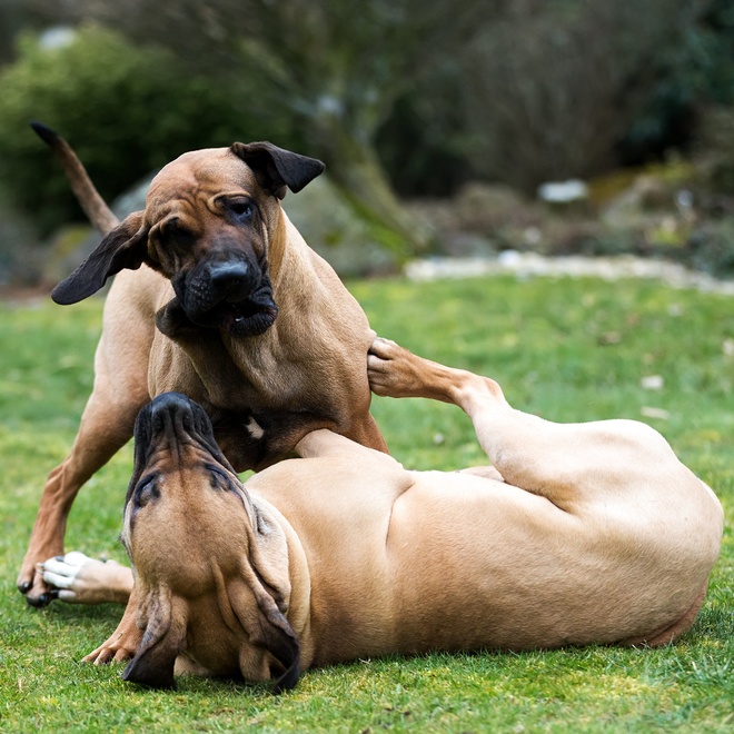 two English Mastiffs playing together