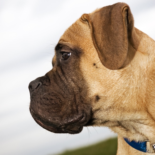 an English Mastiff in profile
