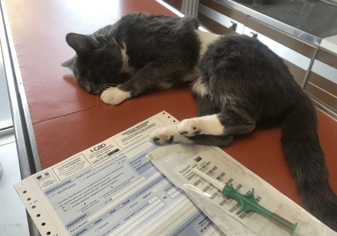 Jeune chatte tout juste stérilisée avec seringue d’injection d’une puce électronique et certificat provisoire d’identification