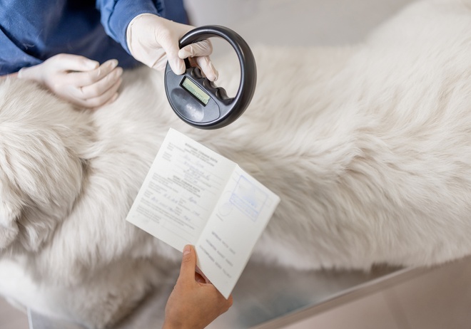 Injection d’une puce d’identification à une jeune chatte