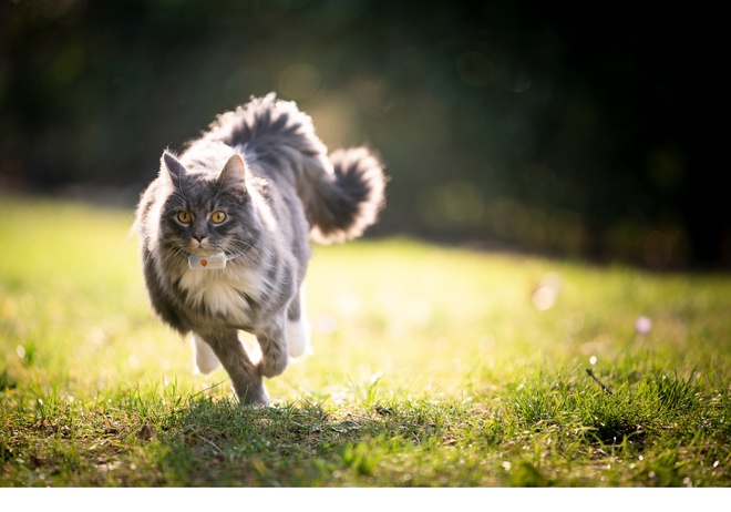 Injection d’une puce d’identification à une jeune chatte
