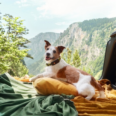 Petit chien blanc et marron type fox portant le traceur Weenect XT dans un van devant les montagnes