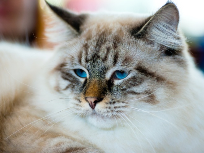 Eine Ragamuffin mit blauen Augen