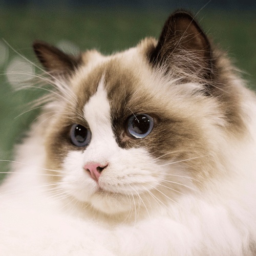 A Ragdoll in profile