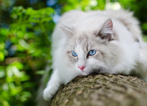A Ragdoll clinging to a trunk