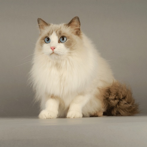 A Ragdoll sitting on the ground