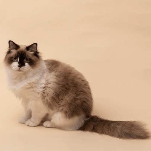A beautiful sitting Ragdoll with a long tail