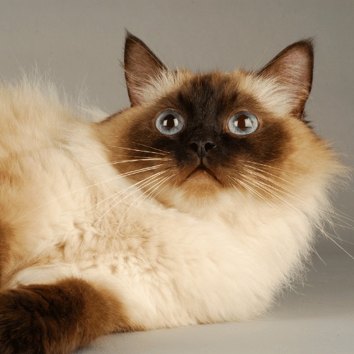 Portrait of a Ragdoll lying on the ground