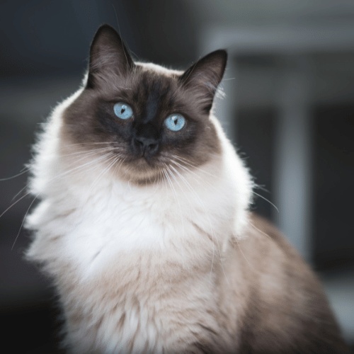 A seated blue-eyed Ragdoll