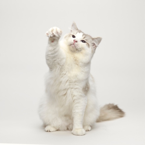 A Ragdoll that lifts its leg