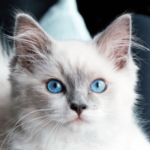 Portrait of a white Ragdoll with blue eyes