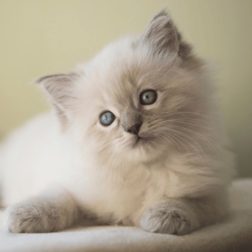A white Ragdoll kitten lying down