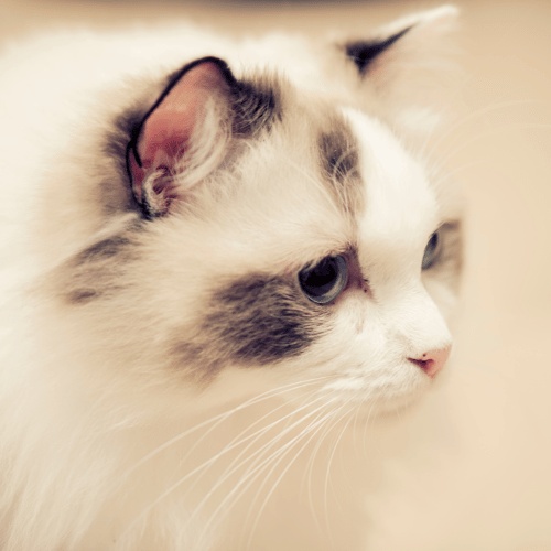 Portrait of a Ragdoll in profile