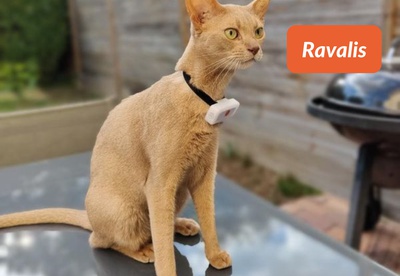 Ravalis