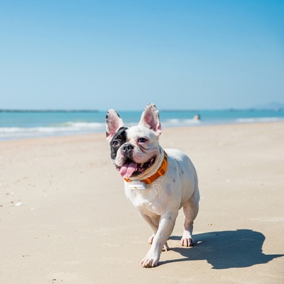 dog at the beach