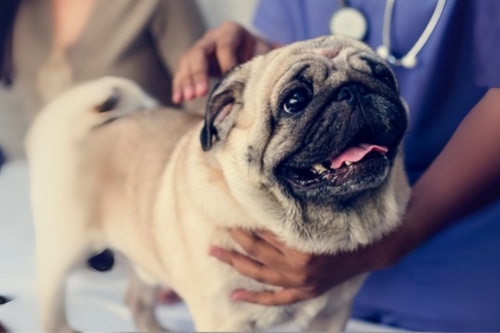 Retrouver-animal-perdu-10