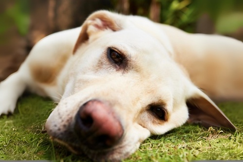 Retrouver-animal-perdu-10 (1)