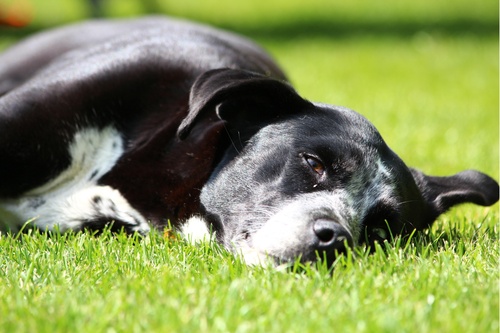 Retrouver-animal-perdu-10