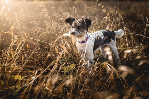 Retrouver-animal-perdu-11