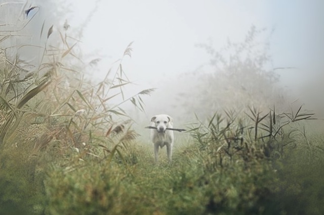 Retrouver-animal-perdu-13
