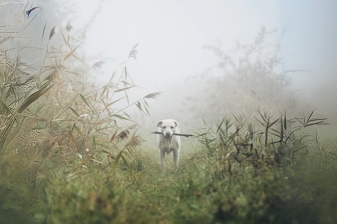 Retrouver-animal-perdu-13